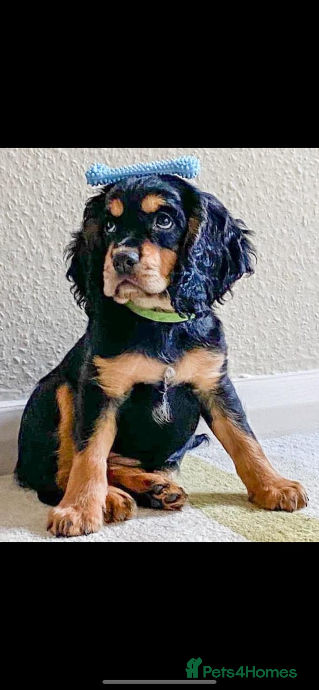 Cocker Spaniel dogs for stud: Cocker for stud in Polegate - Advert 11