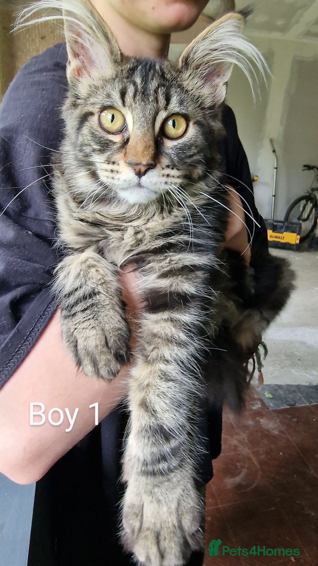 Maine Coon cats for sale: 6 month Mianecoon kitten for sale  - Image 1