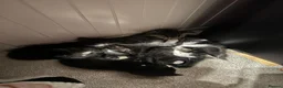 Mixed Breed cats for sale: 5 little kittens looking for their forever home  - Advert 11