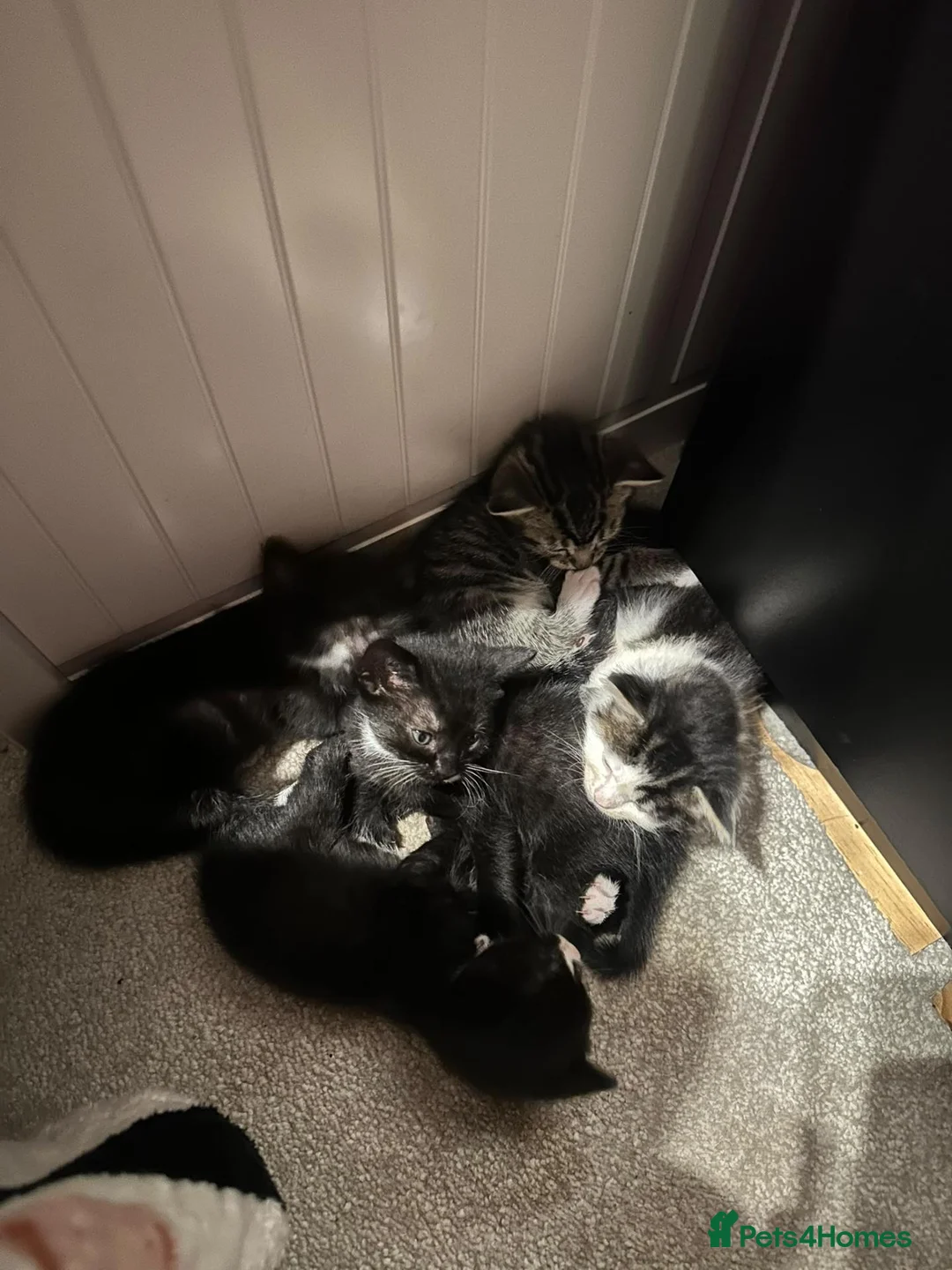 Mixed Breed cats for sale: 5 little kittens looking for their forever home  - Advert 11