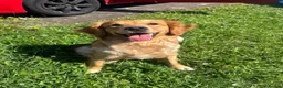 Golden Retriever dogs for sale: Female 2 year old golden retriever  - Advert 7