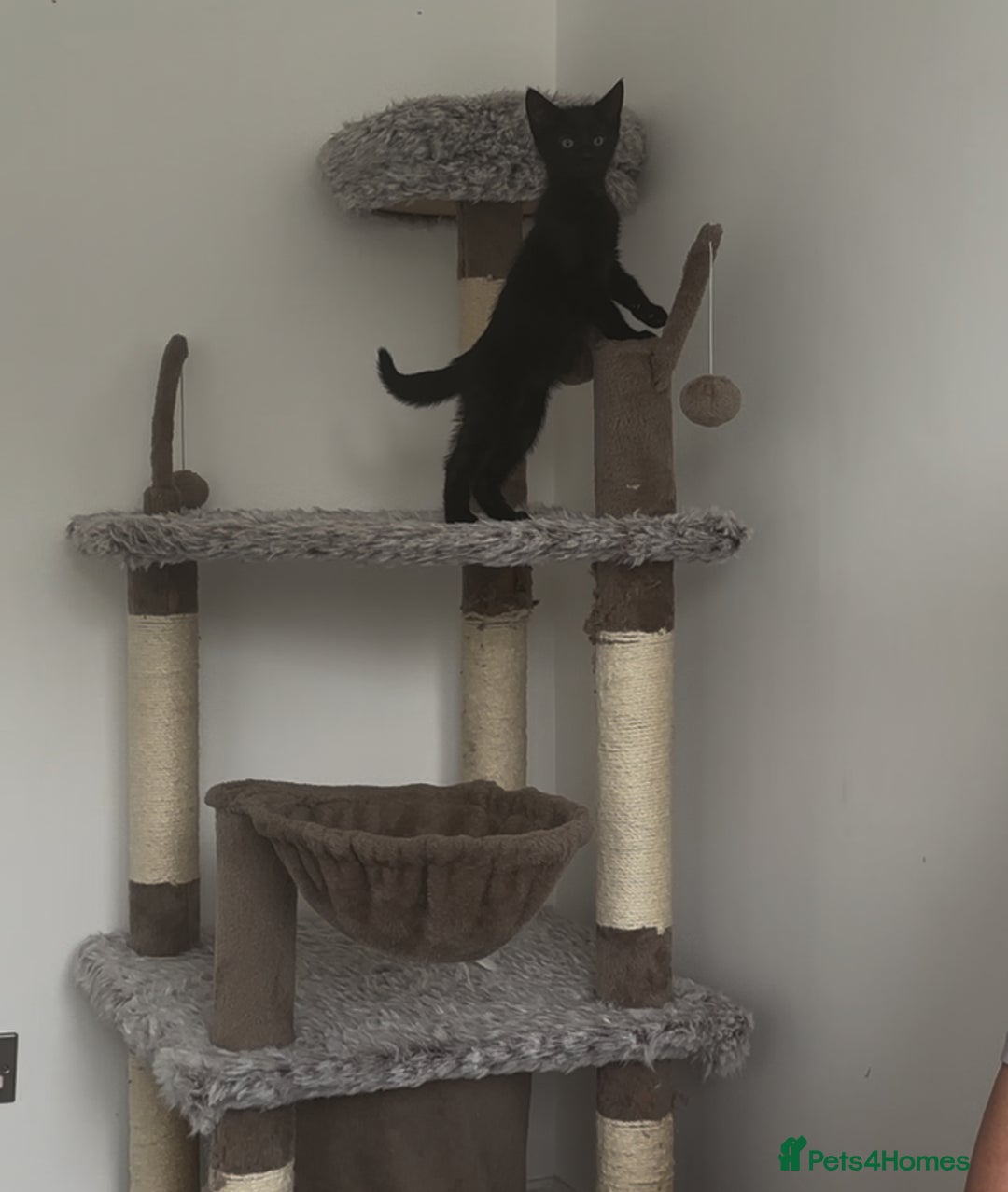 Mixed Breed cats for sale: Black Tabby looking for forever home  - Advert 4