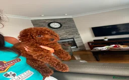 Toy Poodle dogs for sale: Beautiful mini Toy Poodle Puppies - Image 3