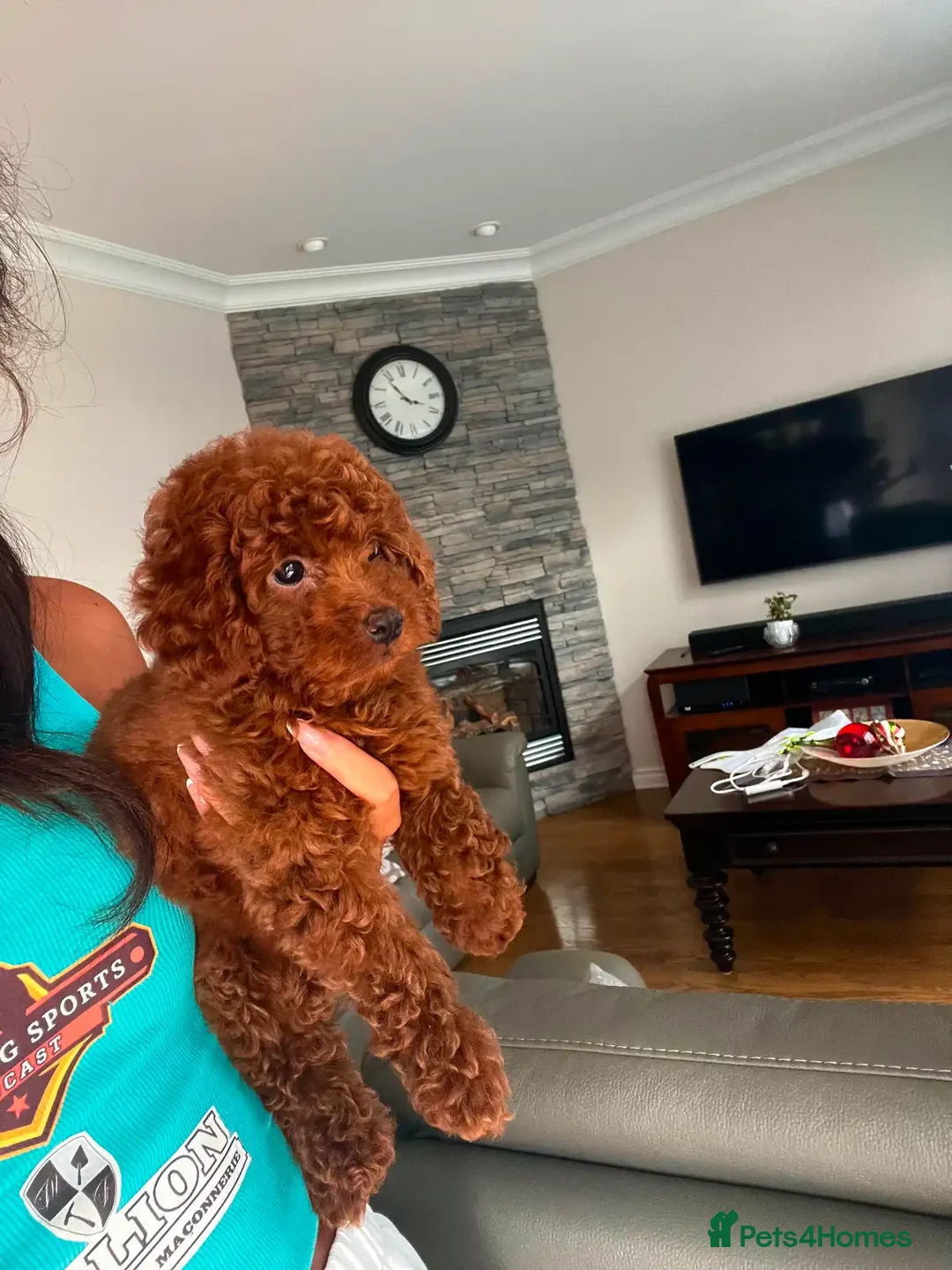 Toy Poodle dogs for sale: Beautiful mini Toy Poodle Puppies - Image 3
