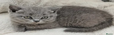 British Shorthair 4