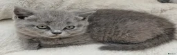 British Shorthair cats for sale: Beautiful BSH-kittens-Ready for Their New Homes - Advert 3