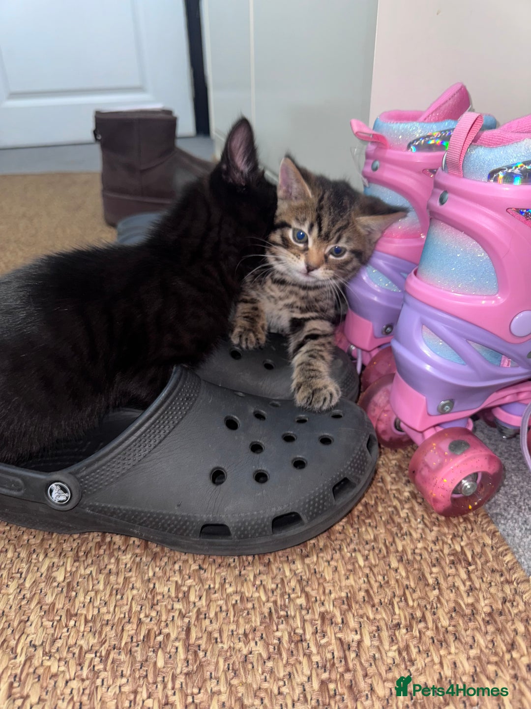 Mixed Breed cats for sale: Kittens for sale  - Advert 5