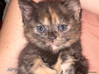 Mixed Breed cats Kittens for sale (ALL GONE NOW) - Advert 1