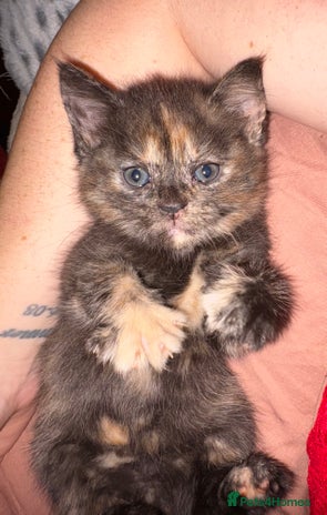 Mixed Breed cats - Advert 1