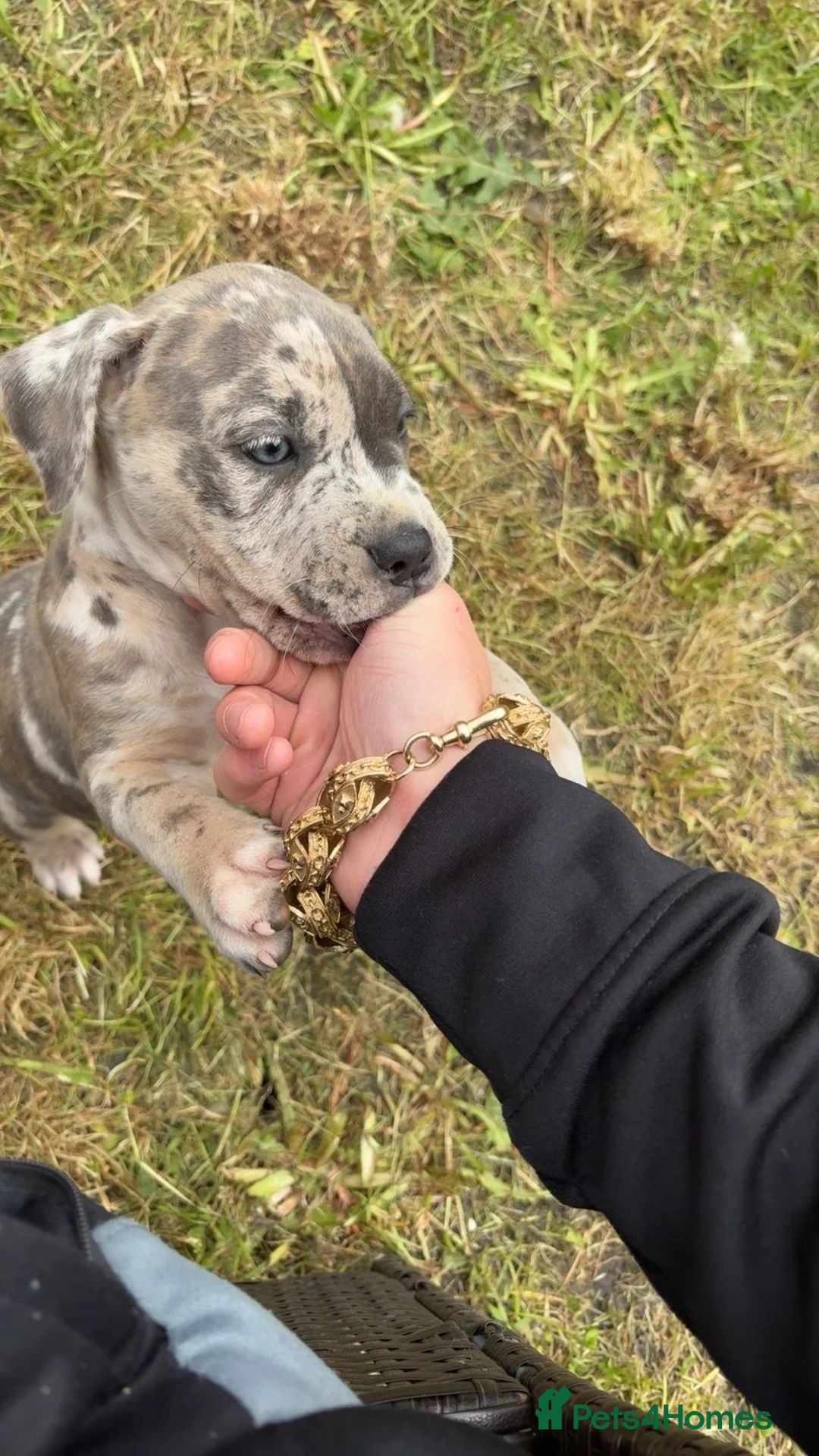 Mixed Breed dogs for sale: narla  - Advert 1