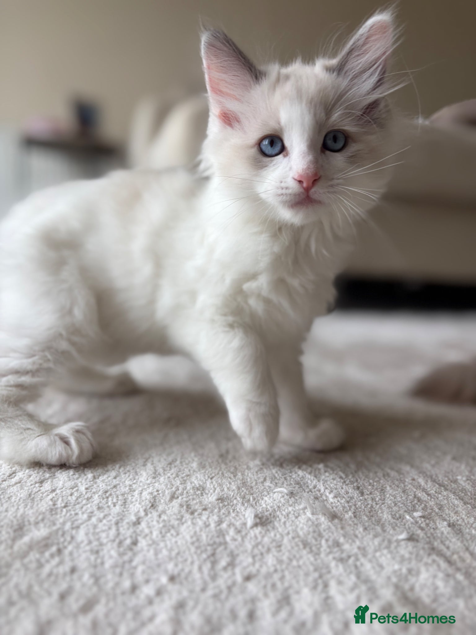Ragdoll cats 🐾 Stunning Purebred Male Ragdoll Kitten 🐾 - Advert 16
