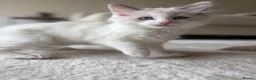 Ragdoll cats for sale: 🐾 Stunning Male Ragdoll Kitten Available 🐾 - Advert 5