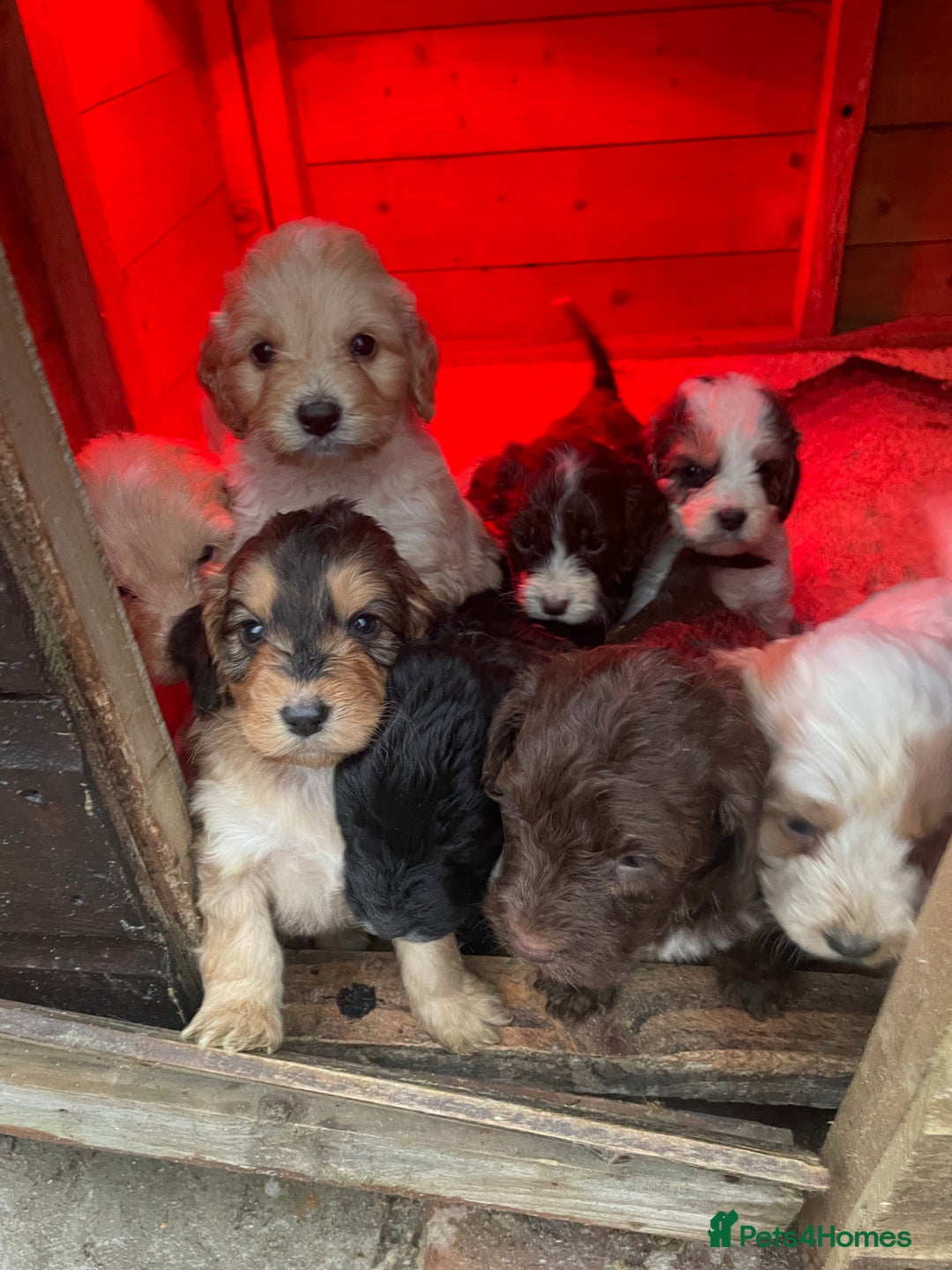 Cockapoo dogs for sale: 🐾 Beautiful Cockapoo Puppies for Sale 🐾 - Advert 24