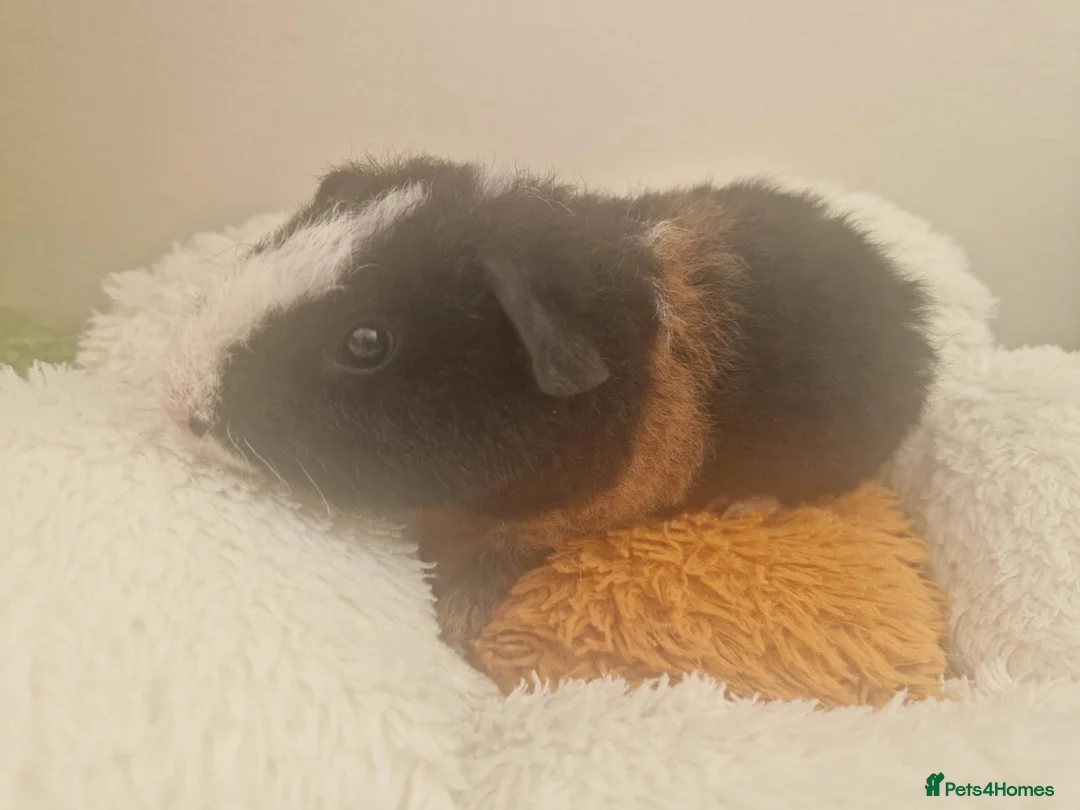 Guinea Pig rodents for sale: 3 purebred tricolour teddy male guinea pigs in Faringdon - Advert 8