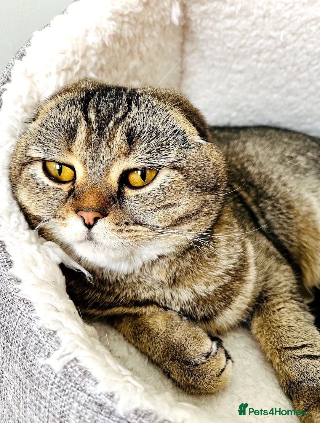 Mixed Breed cats for sale: British Shorthair & Scottish Fold mixed breed - Advert 5