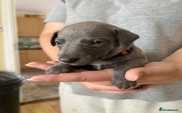 Whippet dogs for sale: KC Registered Blue Whippet Puppies    - Image 10