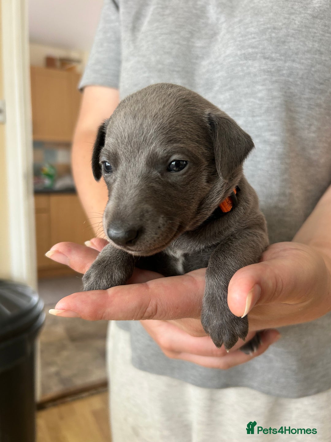 Whippet dogs for sale: KC Registered Blue Whippet Puppies    - Image 10