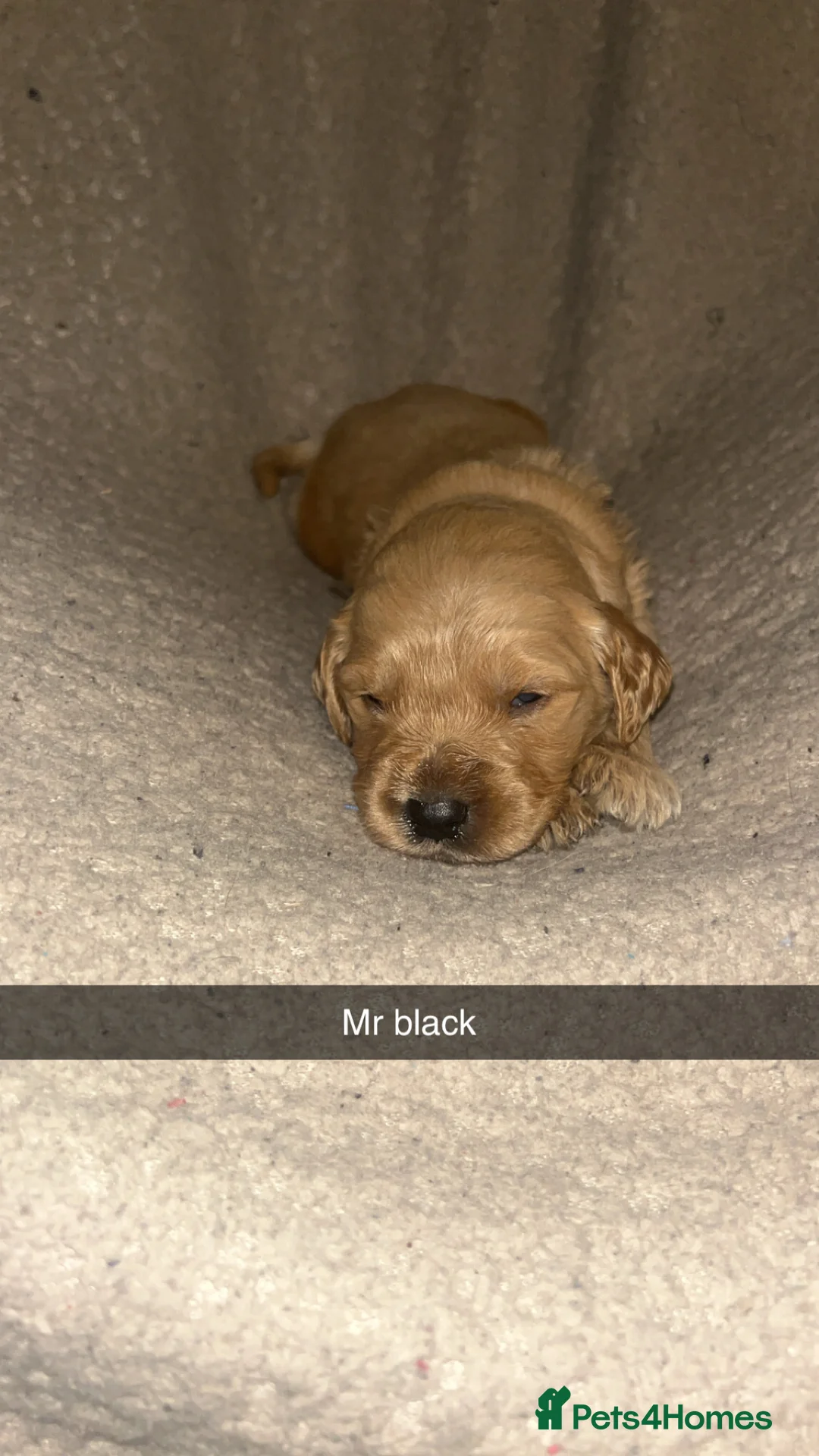 Goldendoodle dogs for sale: F1 golden doodle 5 left viewings now available. - Advert 21