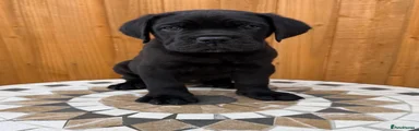 Cane Corso 4