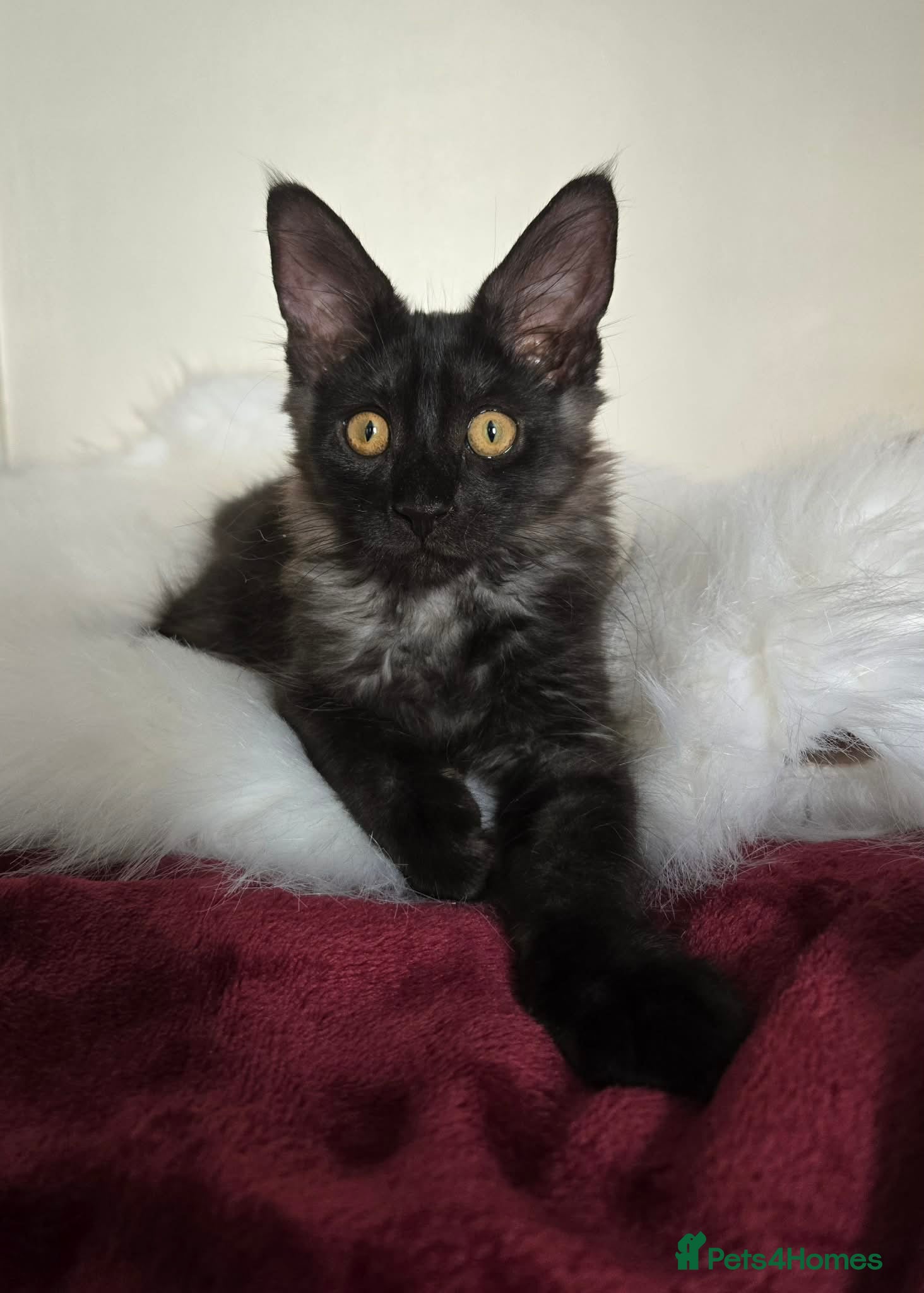 Maine Coon cats 3 TICA registered Maine Coon kittens. - Advert 2