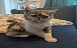 Exotic cats for sale: Beautiful exotic tourtie and white girl  - Image 11
