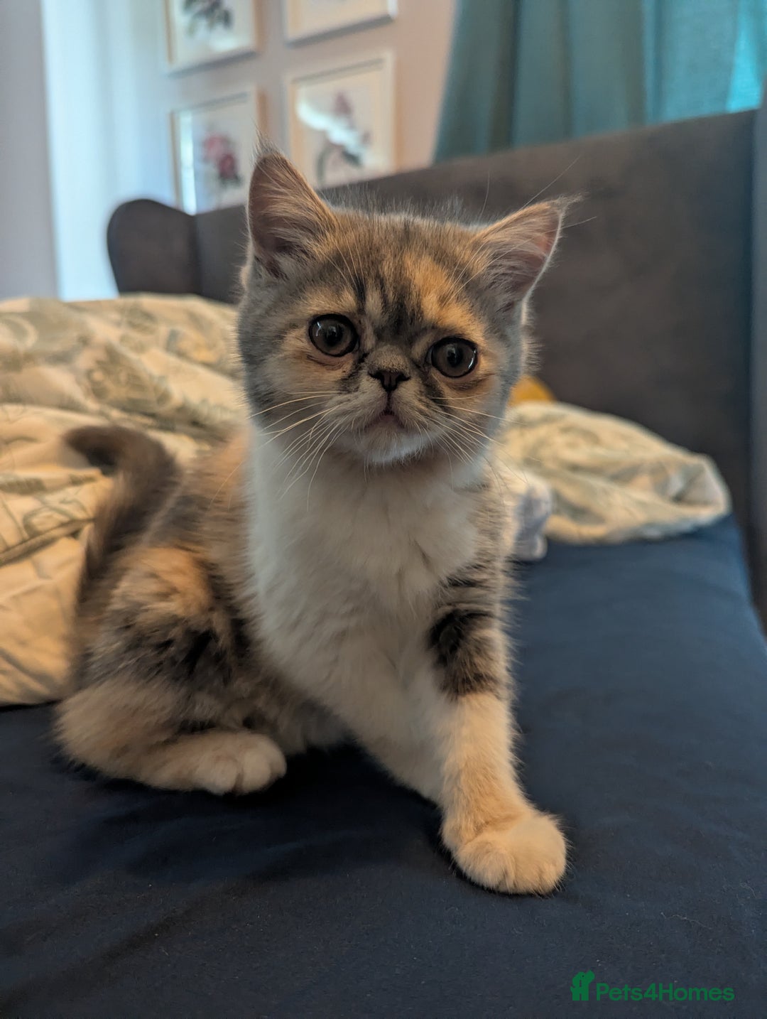 Exotic cats for sale: Beautiful exotic tourtie and white girl  - Image 11