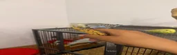 Budgerigars birds for sale: Hand Tame Baby Budgies - Advert 9