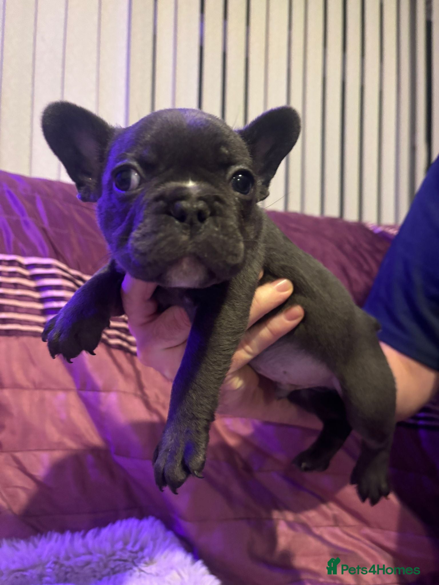French Bulldog dogs French bulldog pupps - Advert 6