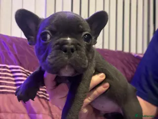 French Bulldog dogs French bulldog pupps - Advert 6
