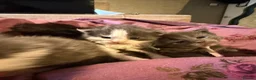 Maine Coon cats for sale: Pedigree maincoon kittens  - Advert 9