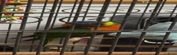 Lories birds for sale: For sale in Birmingham - Advert 2
