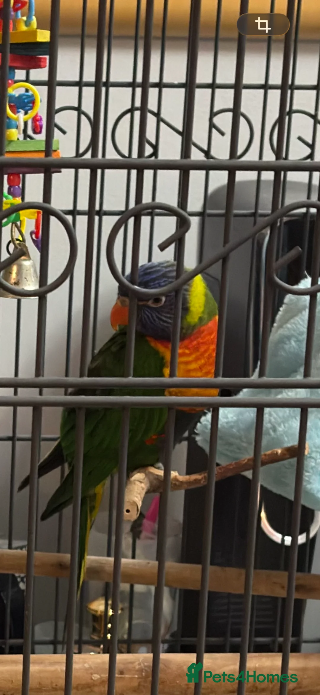Lories birds for sale: For sale in Birmingham - Advert 2