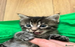 Ragcoon cats for sale: Ragcoons!  in Shepton Mallet - Image 1