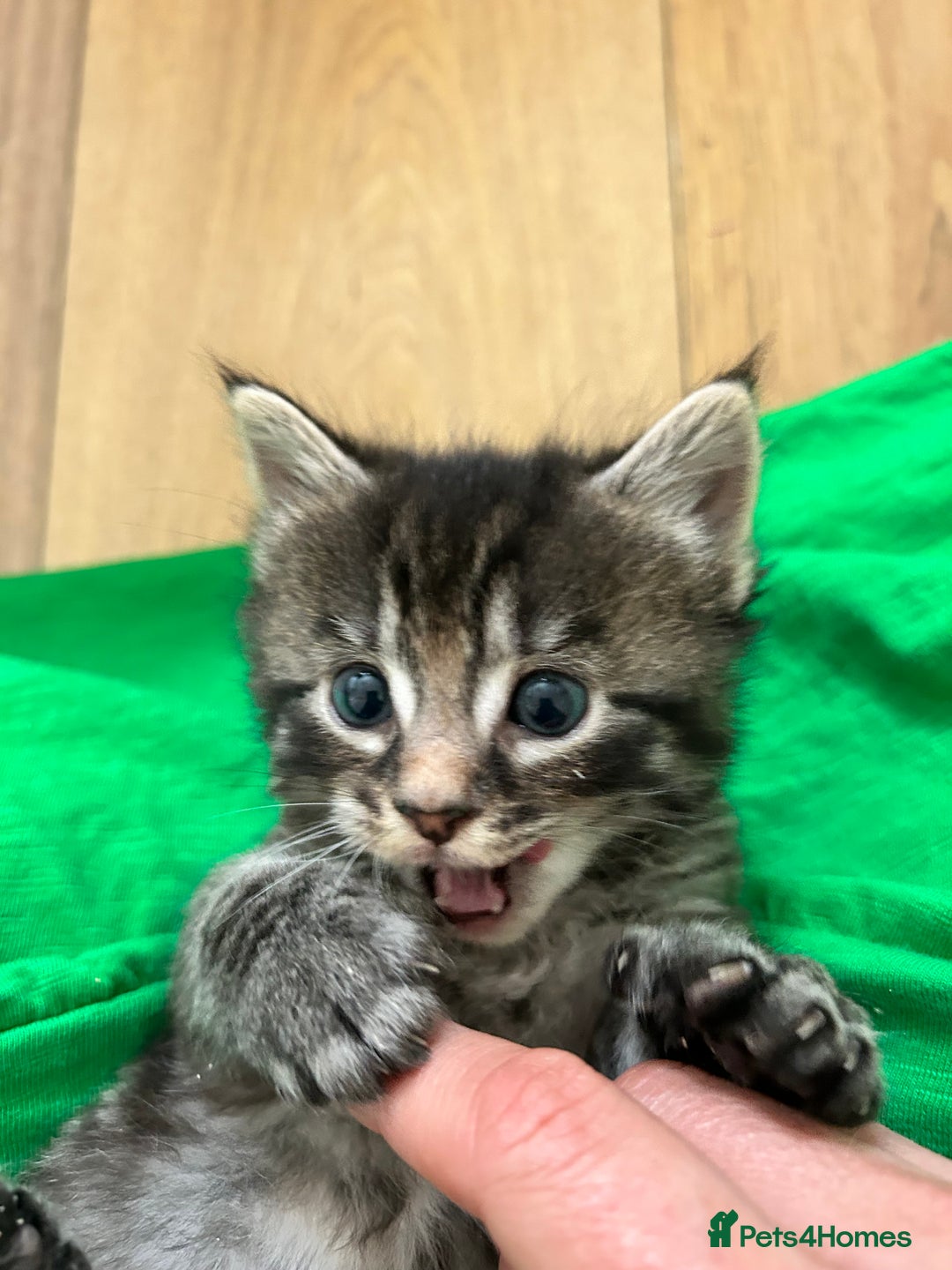 Ragcoon cats for sale: Ragcoons!  in Shepton Mallet - Image 1