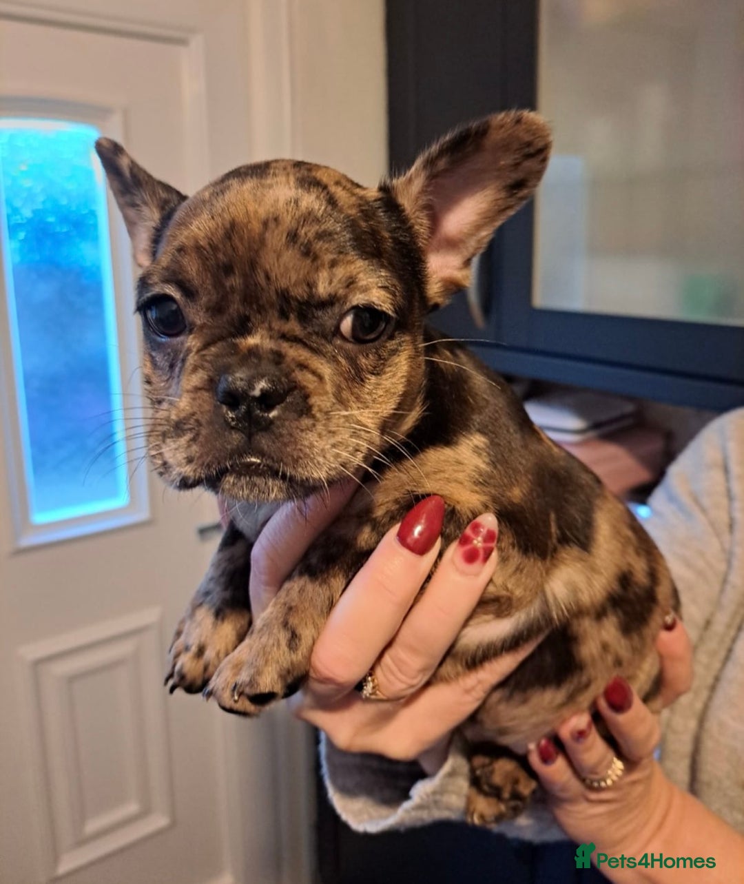 French Bulldog dogs for sale: Beautiful Merle Girl - Advert 1