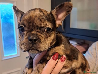French Bulldog dogs Beautiful Merle Girl - Advert 6