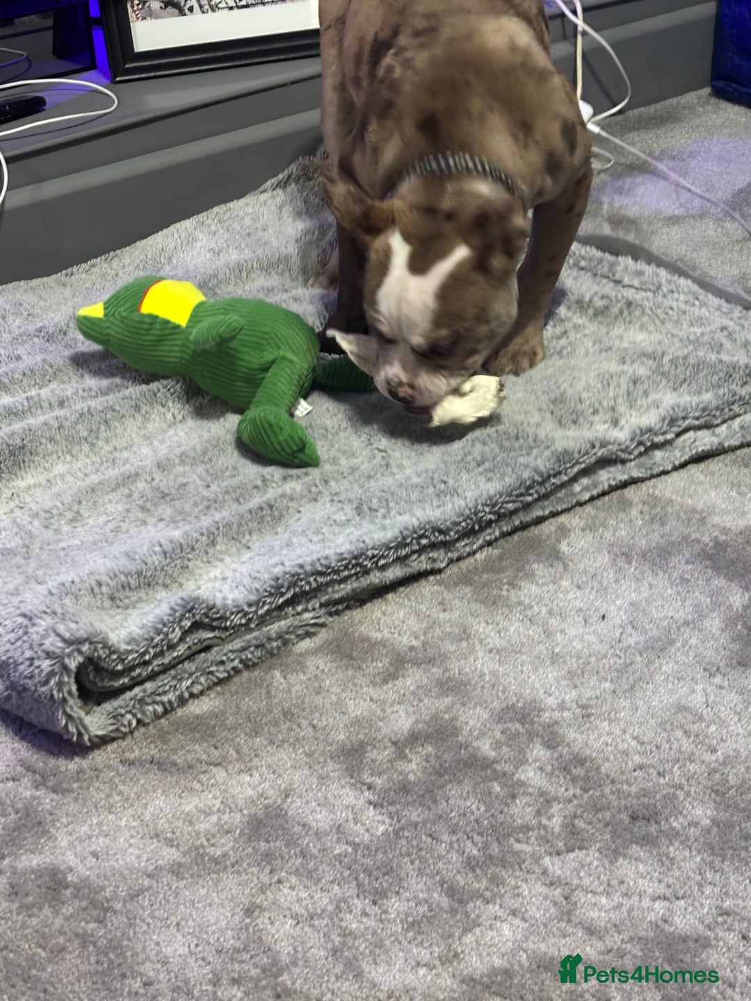 Olde English Bulldogge dogs for sale: Olde English bulldogge Merle female  - Image 3