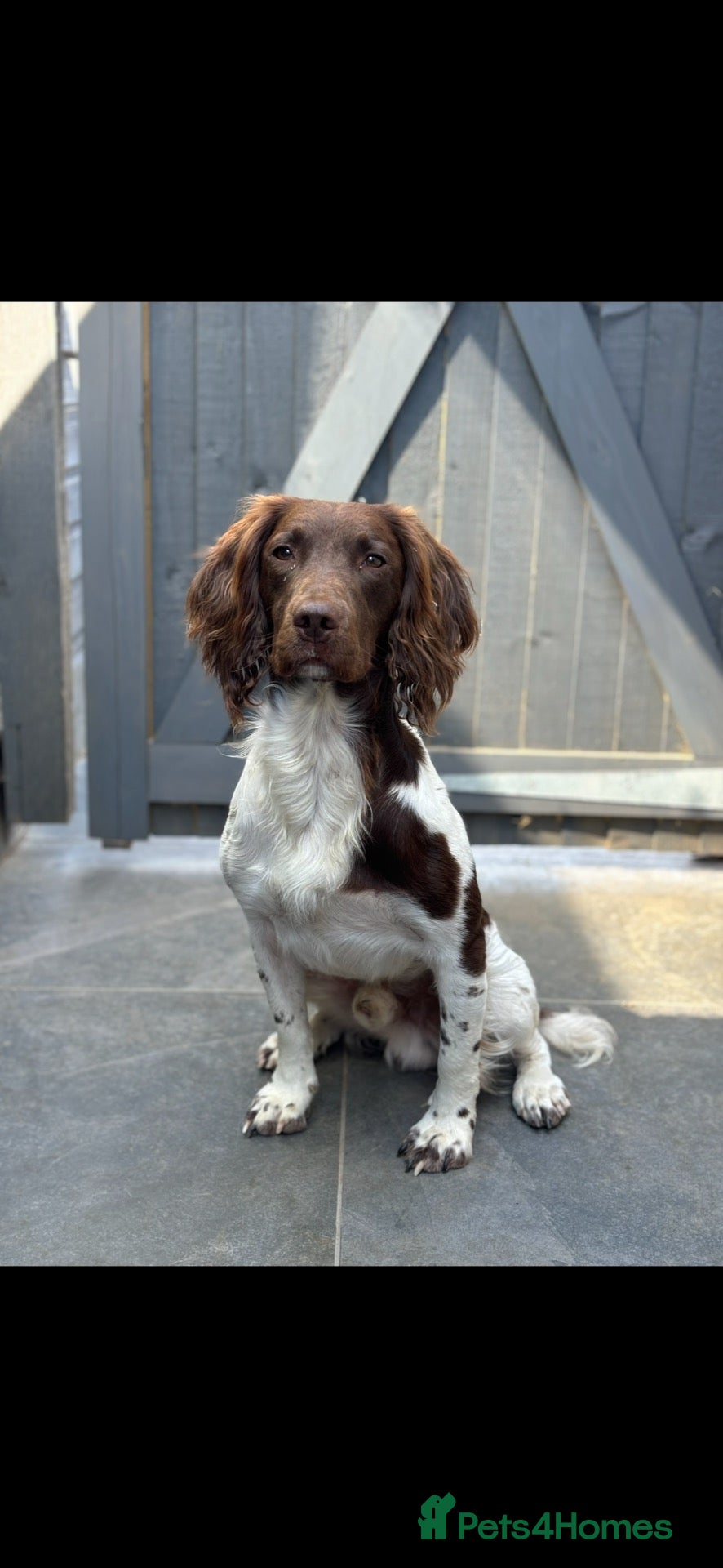 English Springer Spaniel dogs KC English springer spaniel at stud  - Advert 15