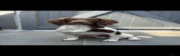 English Springer Spaniel dogs for stud: KC English springer spaniel at stud  - Advert 1