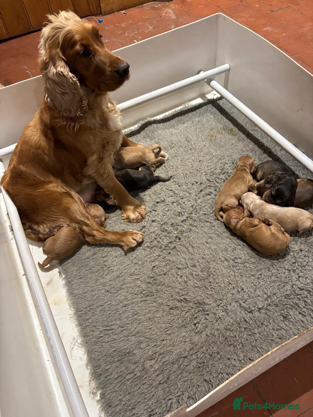 Cocker Spaniel dogs for sale: Stunning KC Cocker spaniels  - Advert 3