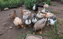 Ducks poultry for sale: Call ducks for sale - Image 5