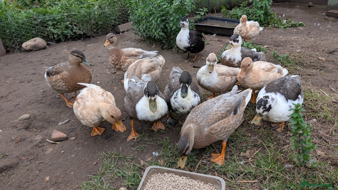 Ducks poultry for sale: Call ducks for sale - Image 5