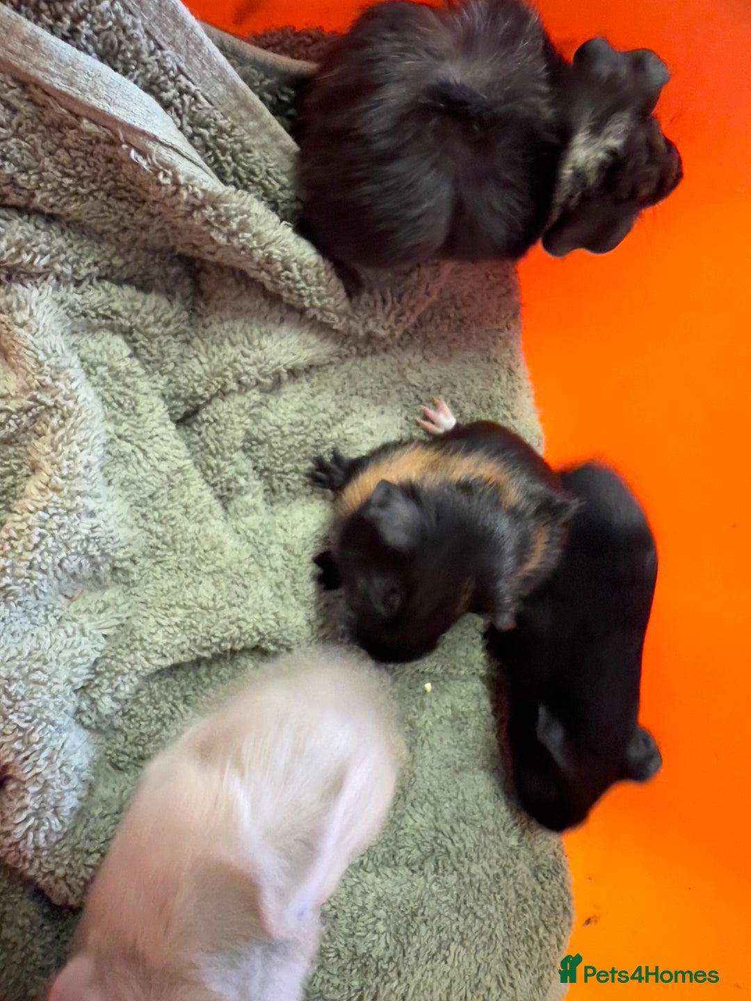 Guinea Pig rodents for sale: Baby guinea pigs - Image 3