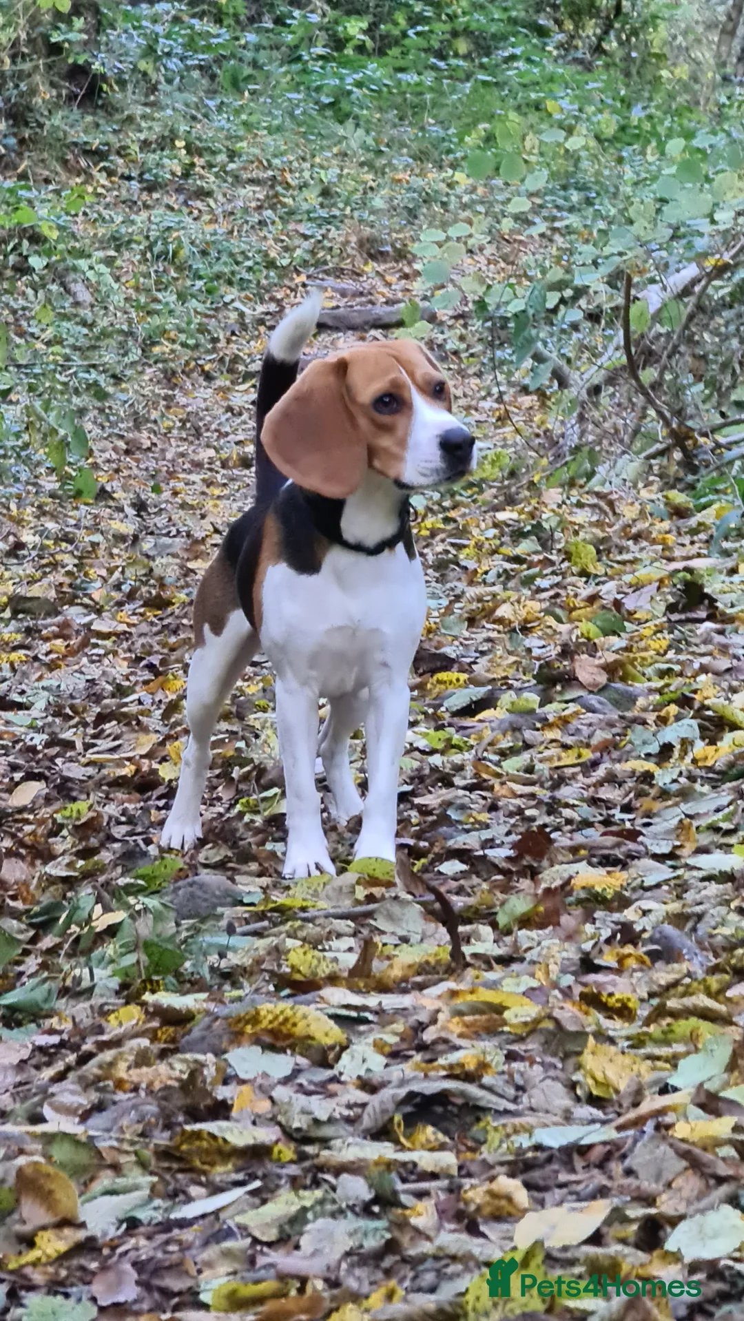 Beagle dogs for stud: Max beagle available for stud in Hemel Hempstead - Advert 4