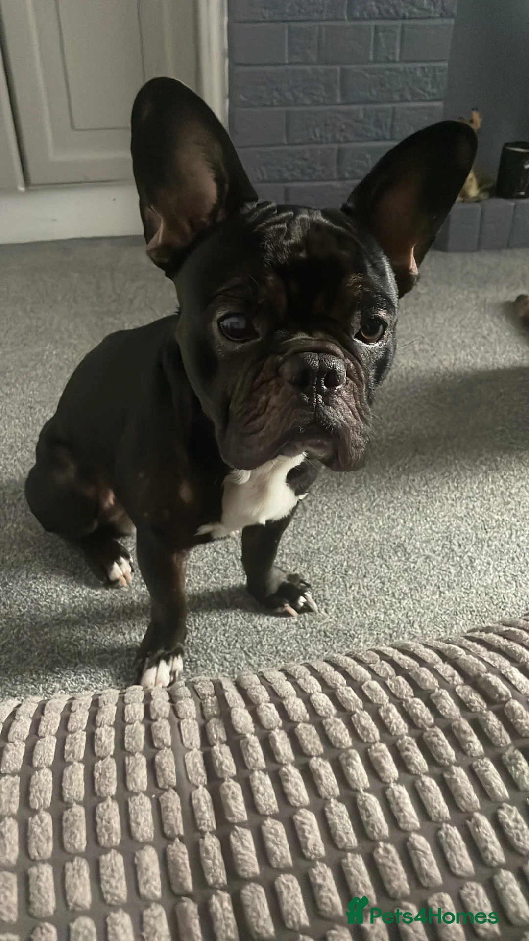 French Bulldog dogs for sale: Frankie the frenchie  - Advert 3