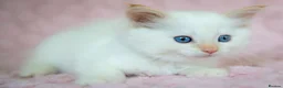Ragdoll cats for sale: Stunning Ragdolls Reserve Now. - Advert 15