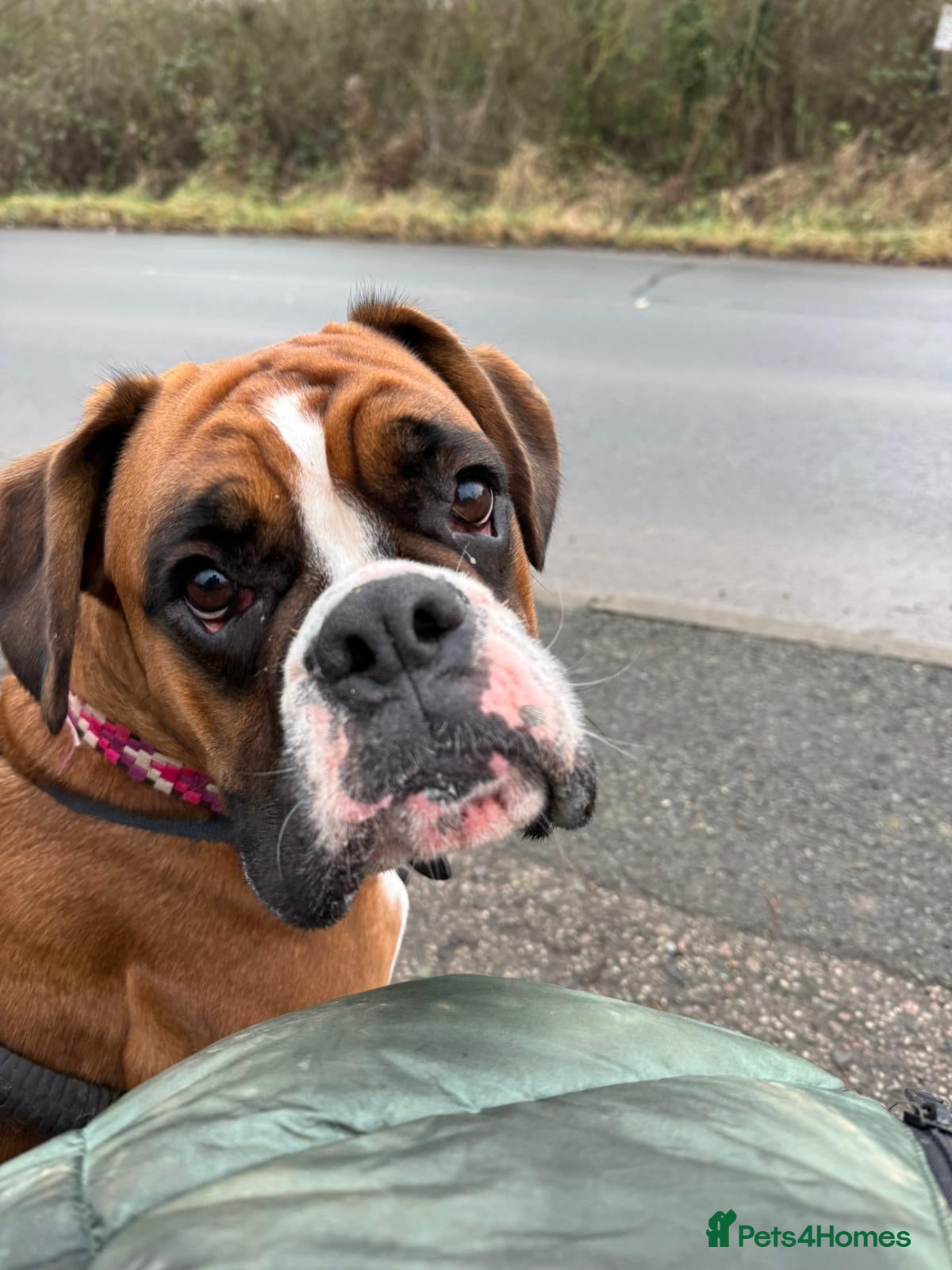 Boxer dogs Outstanding KC Lovely girl - Advert 3