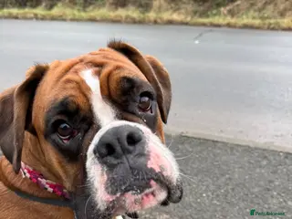 Boxer dogs Outstanding KC Lovely girl - Advert 3