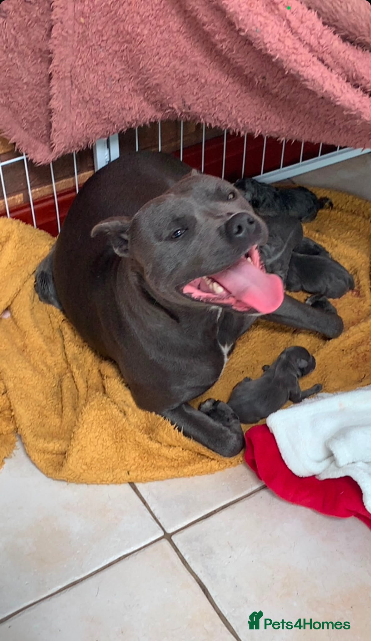 Staffordshire Bull Terrier dogs for sale: Blue & Blue Brindle Staffies in Preston - Advert 1