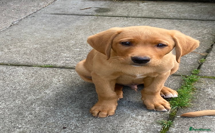 Labrador Retriever dogs - Advert 6